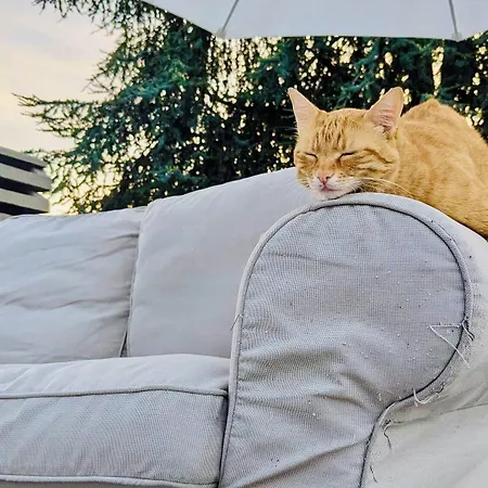 The Luxory Cat Bed and Breakfast