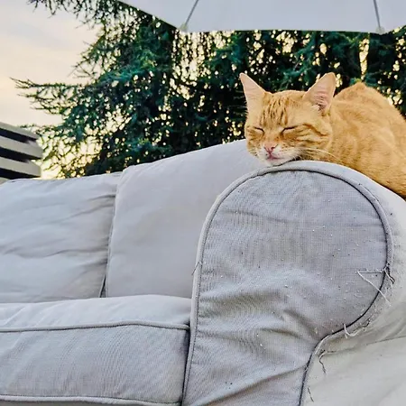 Bed and breakfast The Luxory Cat