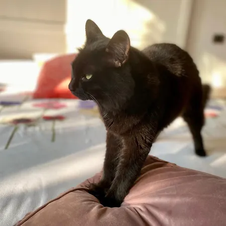 The Luxory Cat לינה וארוחת בוקר