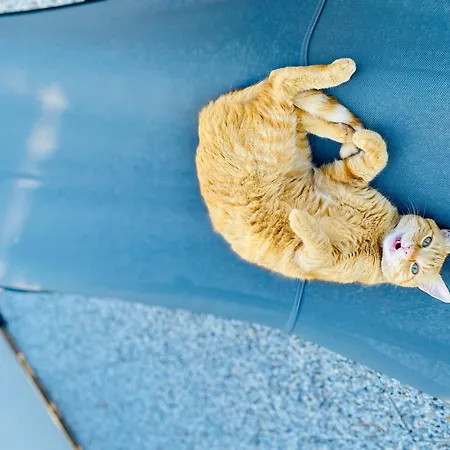 The Luxory Cat فندق مبيت وإفطار ميلان