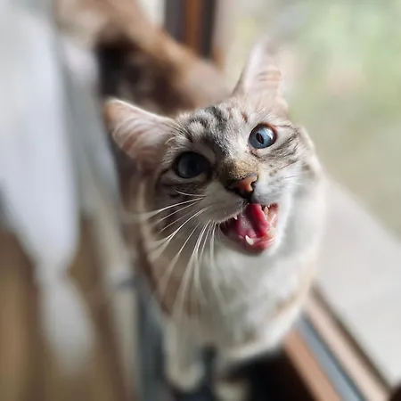 לינה וארוחת בוקר The Luxory Cat *
